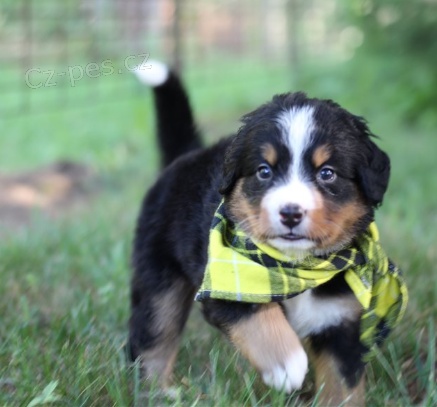 ڞasn� �t��ata Bernsk�ho sala�n�ho psa pro nov� domov