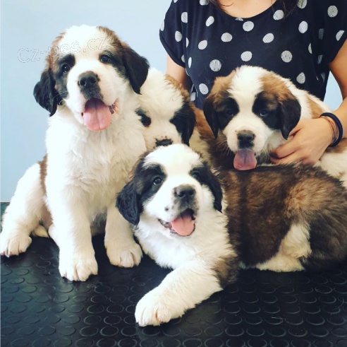 Roztomil� �t��ata svat�ho Bernarda k adopci