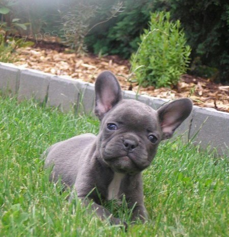 roztomil� �t���tka francouzsk�ho buldo�ka