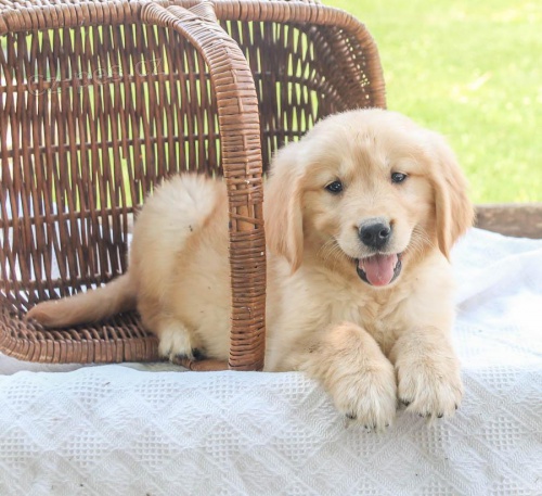 roztomil� �t���tka zlat�ho retr�vra