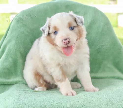 roztomil� �t��ata australsk�ho ov��ka