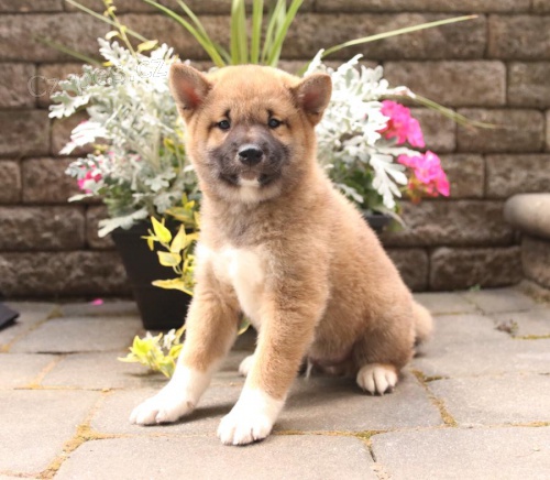 p��telsk� a energick� �t��ata Shiba Inu