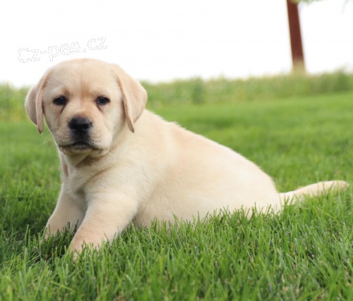 �t���tka anglick�ho labradorsk�ho retr�vra