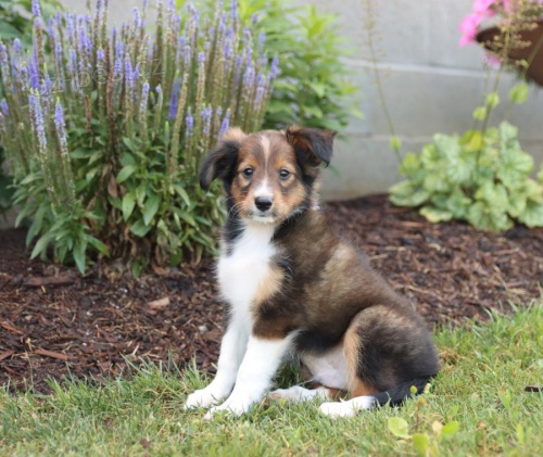 Miluj�c� �t��ata ov��ch ps� Shetland