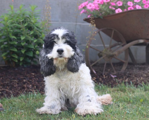 Miluj�c� kokr�pan�l �t��ata k adopci