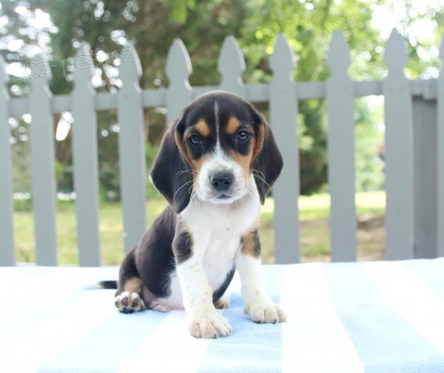 kr�sn� �t���tka Beagle k dispozici
