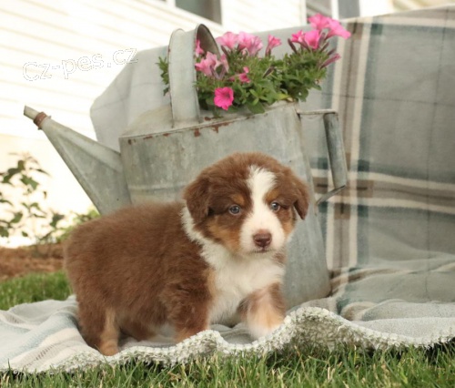 �t��ata australsk�ho ov��ka