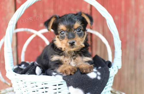 Roztomil� �t��ata Yorkie pro adopci