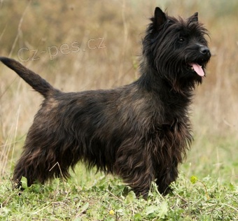 �t��ata Cairn Terrier k adopci