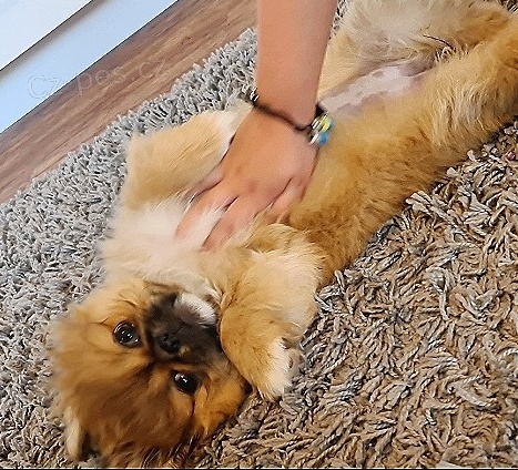 Kvalitn� pekingsk� �t���tka pro nov� domov