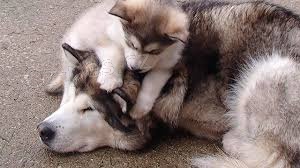 Alja�sk�  Malamutei jsou k dispozici co nejd��ve