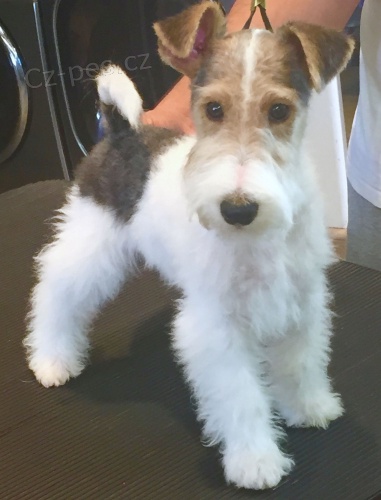 Roztomil� �t���tka Fox Terrier pro nov� domov