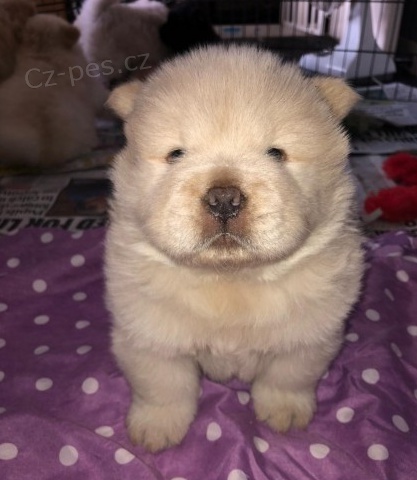 Skv�l� �t���tka Chow Chow k dispozici