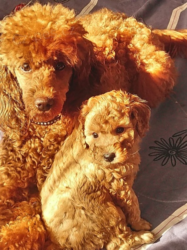 mini pudlov� �t���tka k adopci