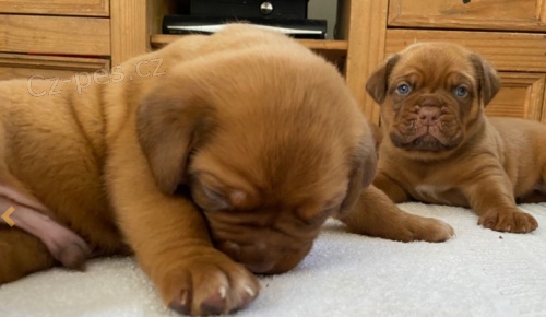 �t��ata Dogue De Bordeaux