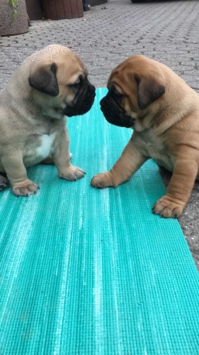 �t��ata jsou k dispozici Bullmastiff pro dobr� p�ijet�