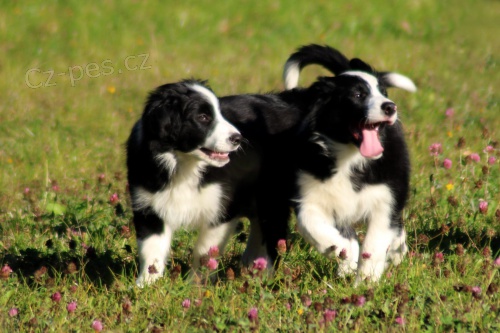 Border Collie �t��ata  dispozici mu� a �ena