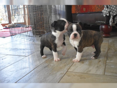 2 �t��ata miniaturn�ch boston teri�r�