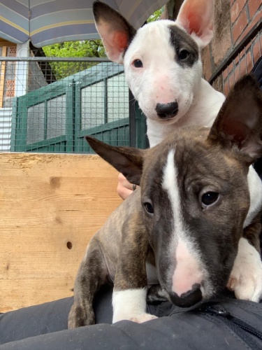 Miniaturn� �t��ata BullTerrier pro nov� domovy