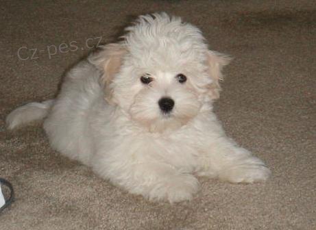 Fantastick� �t��ata Coton De Tulear