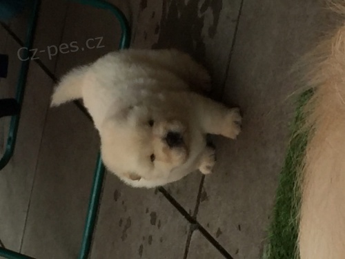 Chow chows    , z�znamy veterin��e a 1yr z�ruka genetick�ho zdrav�.