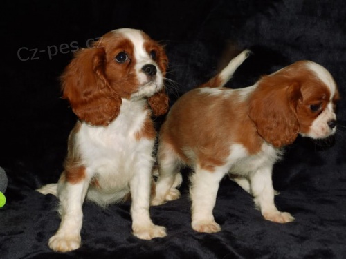 2Kaval�r King  �pan�l �t��ata, kte�� hledaj� nav�dy domovy.