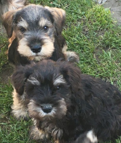 P��telsk� �t���tka kn�ra��