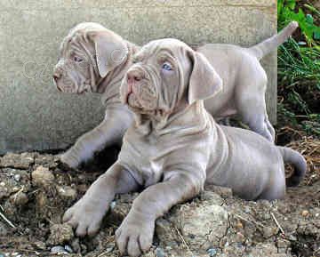 �t��ata Neapolitan Mastiff
