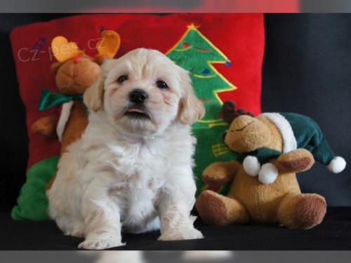 Havanese �t��ata k dispozici