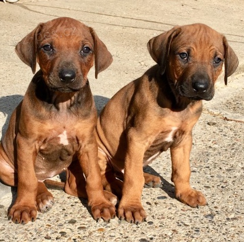 �t��ata Rod�zsk� ridgeback