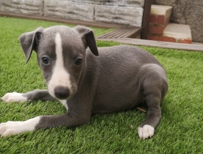 Plnokrevn� whippetov� �t���tka do nov�ch domov�