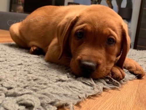 labrador�ky retr�v�i hledaj�c� nov� domovy