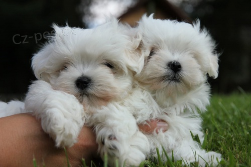 Maltsk� �t���tka do nov�ch domov�