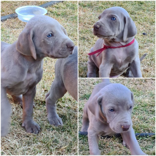 �t��ata V�marsk� oha� pro nov� domov