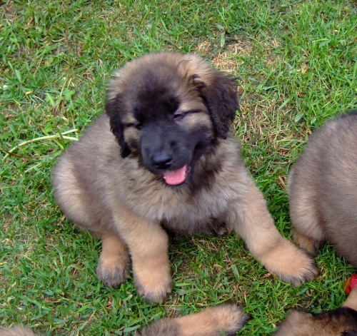 Zdrav� �t���tka leonberger pro nov� domov