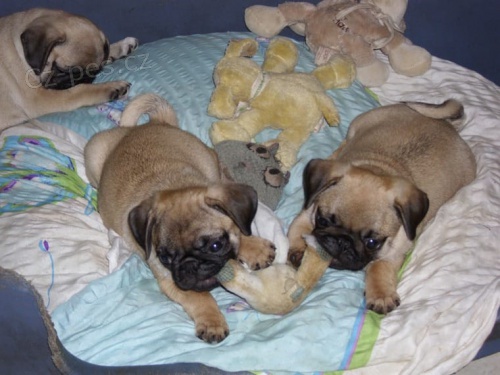 Mops �t��ata Mops �t��ata pro nov� rodiny