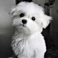 roztomil� maltsk� �t���tka