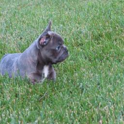 ��asn� �t��ata francouzsk�ho buldo�ka