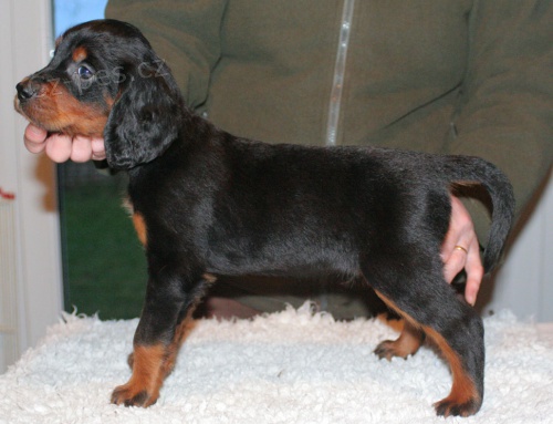 �t��ata Gordon Setter pro adopci