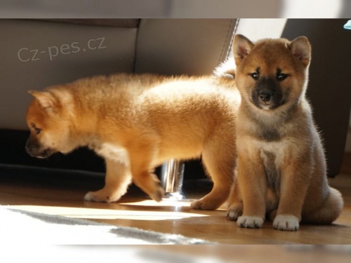 Shiba Inus pro nov� domovy k adopci
