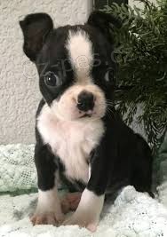 �t��ata boston teri�ra