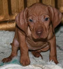 �t���tka Vizsla pro dobr� domov