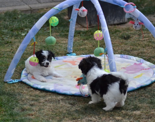 Jork��rsk� teri�r hledat �t��ata nov�ch domov� k adopci.