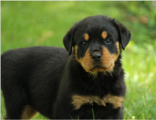 �t��ata rotvajler� jsou zdrav� a jsou p�ipravena pro nov� rodiny.