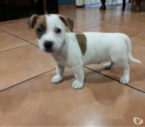 mal�mi �t���tky Jacka Russella