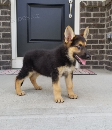 kr�sn� * �t��ata n�meck�ho ov��ka ** 