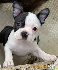 �t��ata boston teri�ra