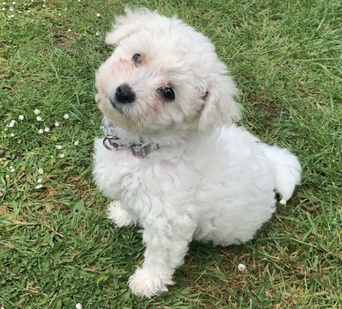 maltsk� �t��ata