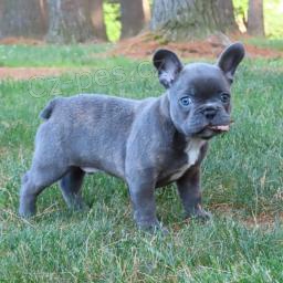 Francouzsk� buldo�ek �t��ata jsou nyn� k dispozici