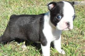 �t��ata boston teri�ra